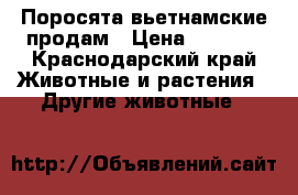 Поросята вьетнамские продам › Цена ­ 3 000 - Краснодарский край Животные и растения » Другие животные   